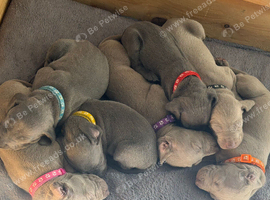 Stunning Blue & Silver KC Registered Weimaraner pups: girls & boys