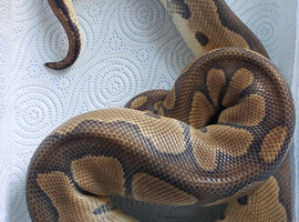 Clown Royal Python