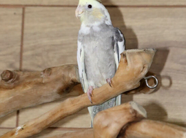 Baby Cockatiels all colours available,17