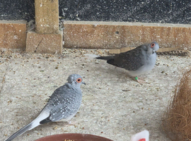 Diamond dove