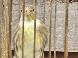 Goldfinch mule