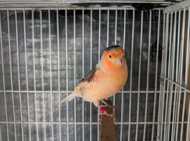 Cock canary