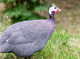 Guinea fowl hatching eggs