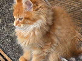 Pedigree maine coon kittens