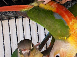 Baby Conures
