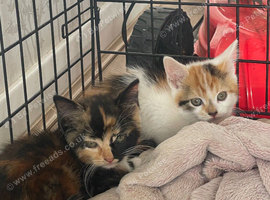 Ready now! 3 kittens for sale.