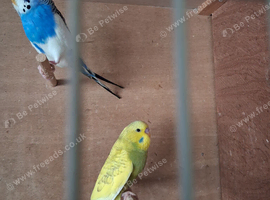 Baby budgies