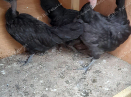 Necked neck bantam chickens