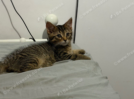 Female kitten