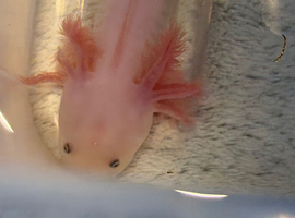 Young axolotl for sale