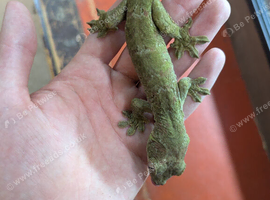 Chahoua Gecko male