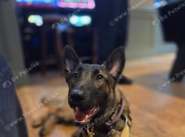 Belgian Malinois Stud Available