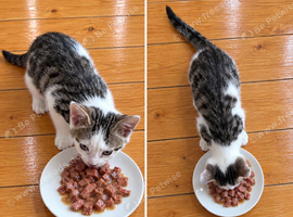 Kittens ready now