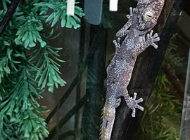 Northern spiny tail geckos (strophurus ciliaris).
