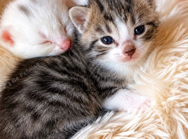 Fluffy kittens
