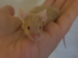 Wanted - male mouse