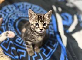 STUNNING Bengal cross female