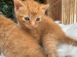 BEAUTIFUL GINGER AND GREY TABBY KITTENS TO RESERVE