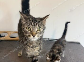 1 year and 2 months - Beautiful Tabby female cat
