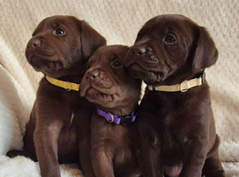 Exceptional KC Reg Chocolate Labrador Puppies