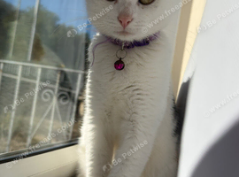 3 year old female cat Looking for a New Home