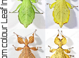 Two mixed colour nymphs Phyllium Leaf stick insect, 2-4 weeks old