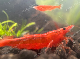 Red neocardinia (cherry shrimp)