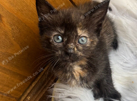 FLUFFY CALICO FEMALE KITTENS TO RESERVE