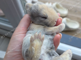 Baby Bunnies