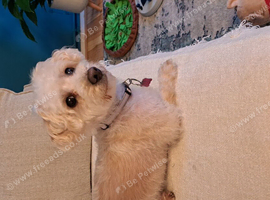 Beautiful yorkipoo
