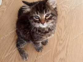 Beautiful kittens looking for their forever loving homes