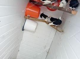 Black and white pied rollers