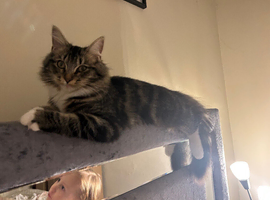 Beautiful female long haired cat
