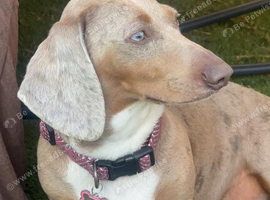STOP SCROLLING! ADORABLE DACHSHUND PUPPIES AVAILABLE