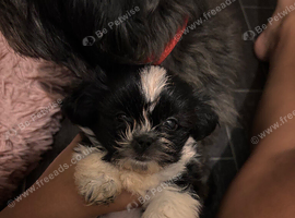 Shihtzu X Pomeranian Puppies