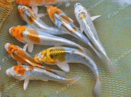2 YYILOUG KOI AND 4 GOLD FISH ETC