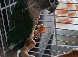 Male conure with cage