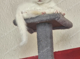 Pure white kitten