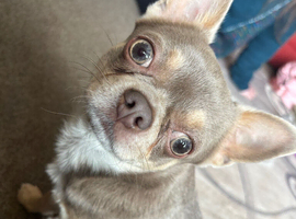 Lilac Chihuahua for Stud