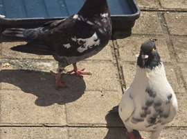 Afghani pigeons in Southall