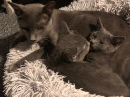 Beautiful Pedigree Russian Blue kittens