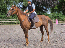 Super sweet 16.2hh gelding