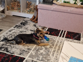 Yorkie mixture x