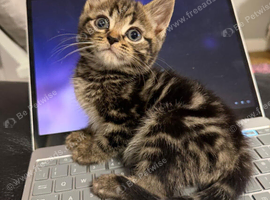 Beautiful kittens