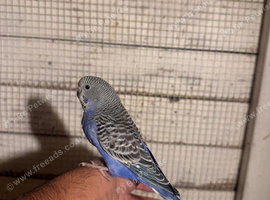 Budgies for sale