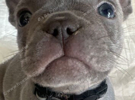 Beautiful kc registered French bulldog puppies