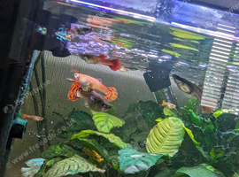 Got a few Guppy's for free.