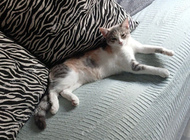6 month old female kitten