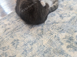 Kittens for sale
