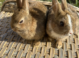 2 pretty female Netherlands dwarf sisters.